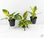 Philodendron 'Green Congo Nuclear variegated *Grower's Choice* - Image 3