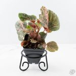 Begonia cucullata pink variegated *Growers Choice*