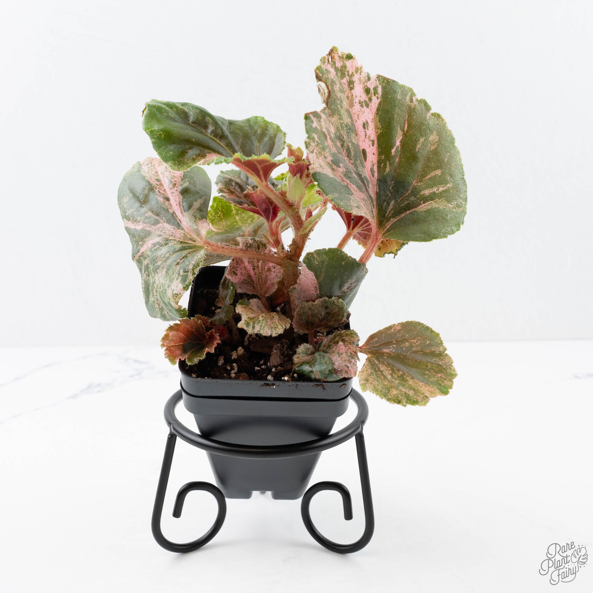 Grower_sChoice1noname-1-3.jpg Begonia cucullata pink variegated *Growers Choice* - Image 1