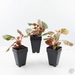 Begonia cucullata pink variegated *Growers Choice* - Image 3