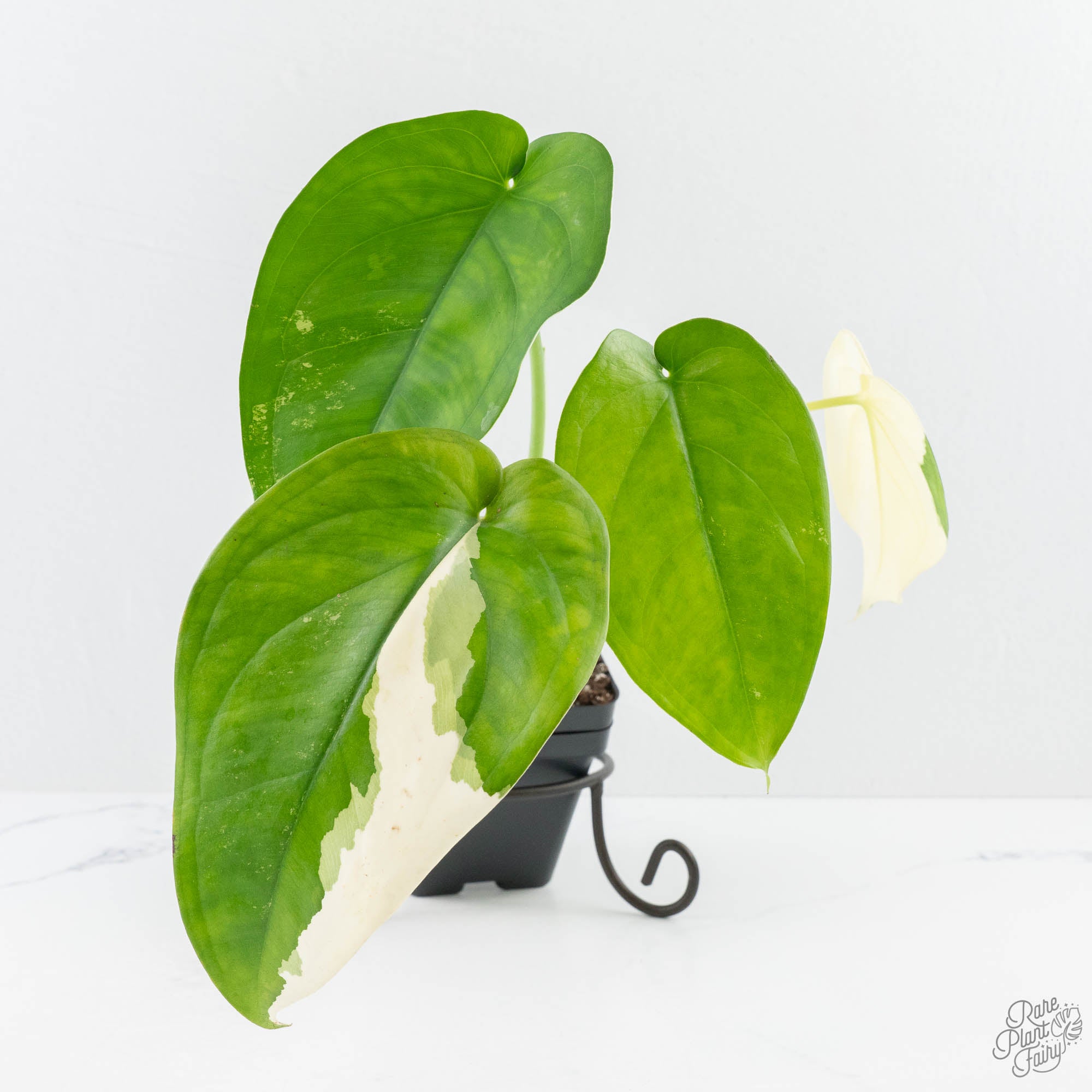 Grower_sChoice2-3_aef0f867-68a4-4014-9c81-a6031becd85f-3.jpg Syngonium chiapense albo variegated *Grower's Choice* - Image 1