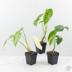 Syngonium chiapense albo variegated *Grower's Choice* - Image 3