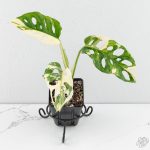 Monstera Adansonii Albo Variegated *Grower's Choice*