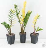 Zamioculcas zamifolia 'ZZ' aurea variegated *Growers Choice* - Image 3