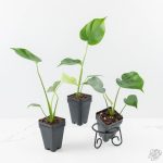 Monstera deliciosa ‘Tattoo’ *Grower's Choice* - Image 3