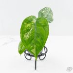 Syngonium chiapense albo variegated *Grower's Choice* - Image 5
