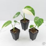 Syngonium chiapense albo variegated *Grower's Choice* - Image 6