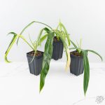 Philodendron holtonianum variegated *Grower's Choice* - Image 3