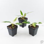 Philodendron white princess aurea variegated *Grower's Choice* - Image 2