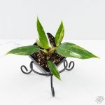 Philodendron white princess aurea variegated *Grower's Choice*