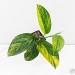 Monstera sp. 'Peru' Variegated *Grower's Choice*