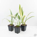 Epipremnum amplissimum mint variegated  *Grower's Choice* - Image 3
