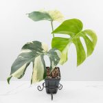 Monstera Deliciosa Mint Variegated NOID (Intermediate Form) *Grower's Choice* - Image 3