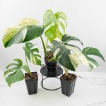 Monstera Deliciosa Mint Variegated NOID (Intermediate Form) *Grower's Choice* - Image 4