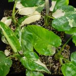Schismatoglottis sp. albo variegated *Grower's Choice* - Image 3