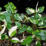 Schismatoglottis sp. albo variegated *Grower's Choice*
