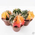 Gymnocalycium Mihanovichii Variegated Cactus *Grower's Choice*