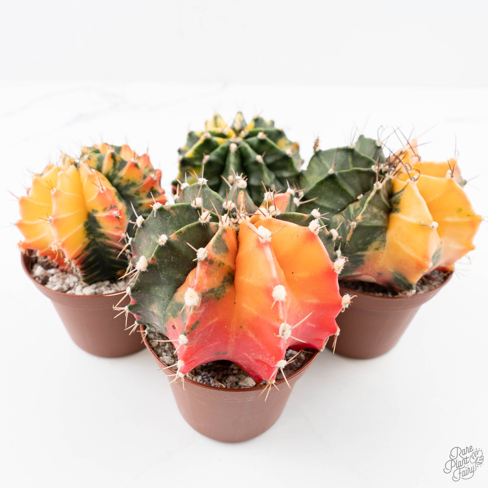 GymnocalciumGrower_sChoice-2-2.jpg Gymnocalycium Mihanovichii Variegated Cactus *Grower's Choice* - Image 1