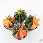 Gymnocalycium Mihanovichii Variegated Cactus *Grower's Choice* - Image 3