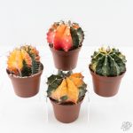 Gymnocalycium Mihanovichii Variegated Cactus *Grower's Choice* - Image 4