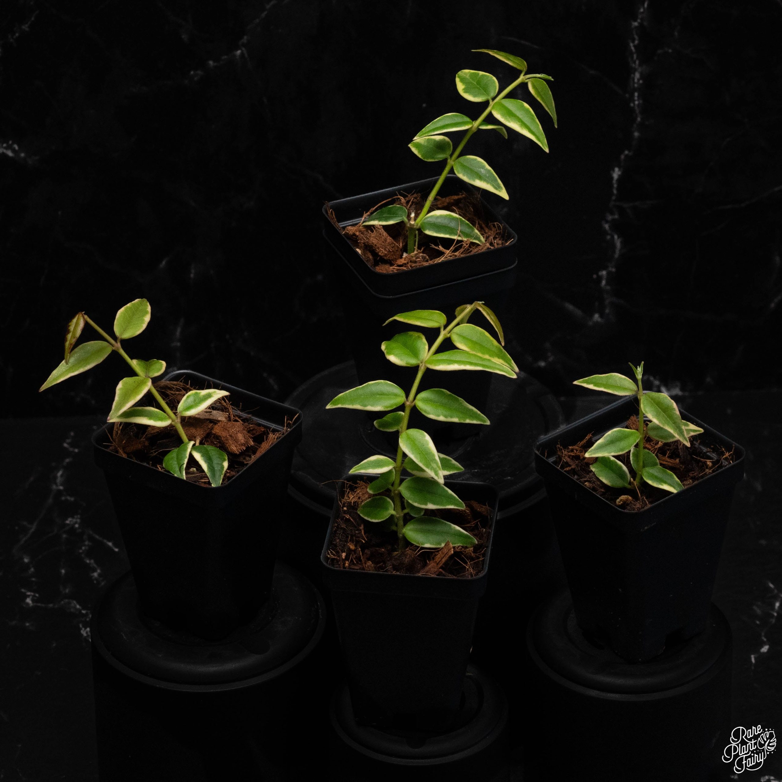 HoyaBellaOuterStaneVariant2025-04-11_Grower_sChoice__WEEK15_-2-3.jpg Hoya bella outer variegated *Grower's Choice* - Image 1