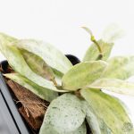Hoya lacunosa 'Winter Pandora' (wk24-UD) - Image 9