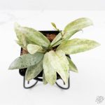 Hoya lacunosa 'Winter Pandora' (wk24-UD) - Image 3