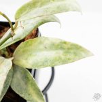 Hoya lacunosa 'Winter Pandora' (wk24-UD) - Image 5