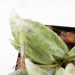 Hoya lacunosa 'Winter Pandora' (wk24-UD) - Image 6