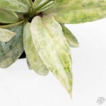 Hoya lacunosa 'Winter Pandora' (wk24-UD) - Image 7