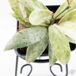 Hoya lacunosa 'Winter Pandora' (wk24-UD) - Image 8