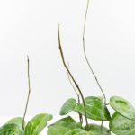 Hoya latifolia ‘Sarawak Cream’ *Grower's Choice* - Image 3
