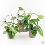 Hoya latifolia ‘Rimba Perak’ *Grower's Choice* - Image 3