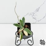 Rare Hoya plants for sale