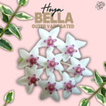 Hoya bella outer variegated *Grower's Choice* - Image 3