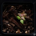Hoya Chinghungensis Inner Variegated *Grower's Choice* - Image 4
