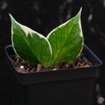 Hoya polyneura albomarginata outer variegated *Grower's Choice* - Image 3