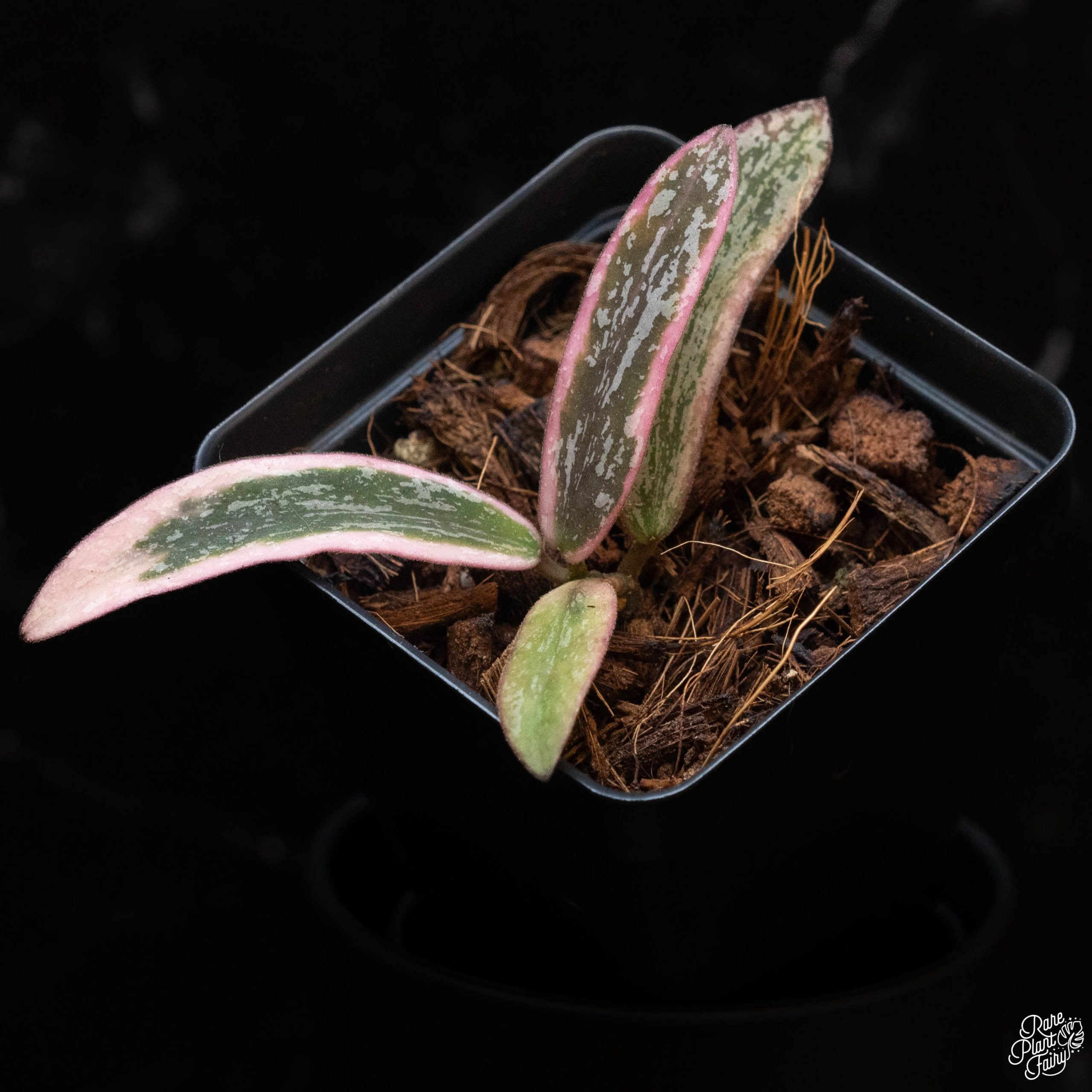Hoyasigillatisoutervariegated2025-01-03_1A_-3_c5297468-5b90-4680-b914-475c24639b1e-2.jpg Hoya sigillatis outer variegated *Grower's Choice* - Image 1