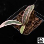 Hoya