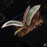 Hoya sigillatis outer variegated *Grower's Choice* - Image 3