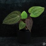 Anthurium DocBlock Lynette '18' x Dark & Handsome '9' by DocBlock® *Grower's Choice* - Image 4