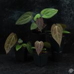 Anthurium DocBlock Lynette '18' x Dark & Handsome '9' by DocBlock® *Grower's Choice* - Image 2