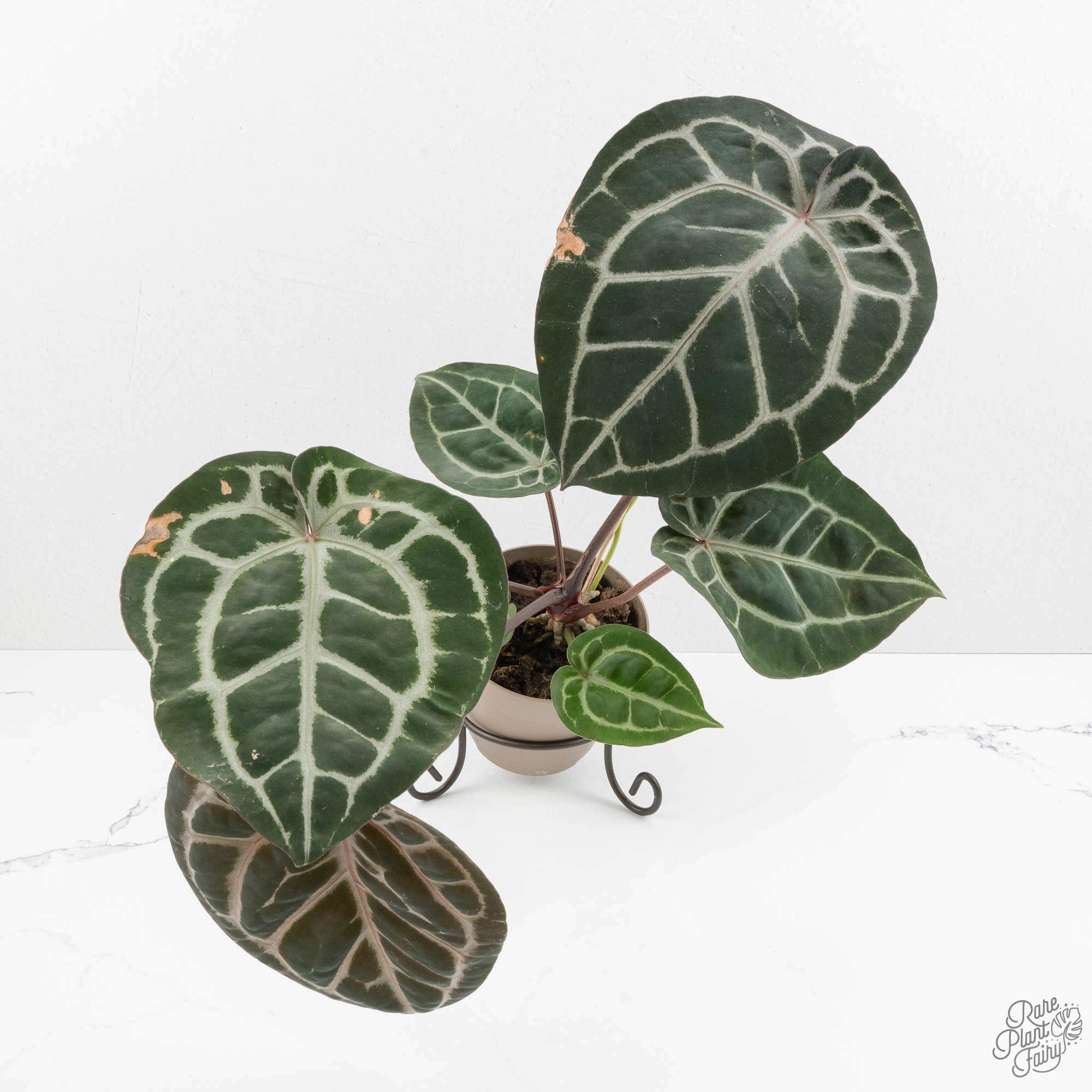 LargeSizeMichelles-3-3.jpg Anthurium 'Michelle' by DocBlock *Grower's Choice* - Image 1