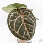 Anthurium 'Michelle' by DocBlock *Grower's Choice* - Image 3