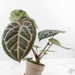 Anthurium 'Michelle' by DocBlock *Grower's Choice* - Image 4