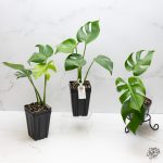 Monstera Deliciosa 'Compacta' with Kunzo Tags *Grower's Choice* - Image 5