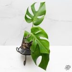 Monstera Deliciosa 'Compacta' with Kunzo Tags *Grower's Choice* - Image 6