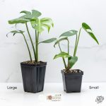 Monstera Deliciosa 'Compacta' with Kunzo Tags *Grower's Choice* - Image 3
