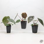 Anthurium Luxurians X 'Zara' x 'Michelle' by DocBlock® *Grower's Choice*