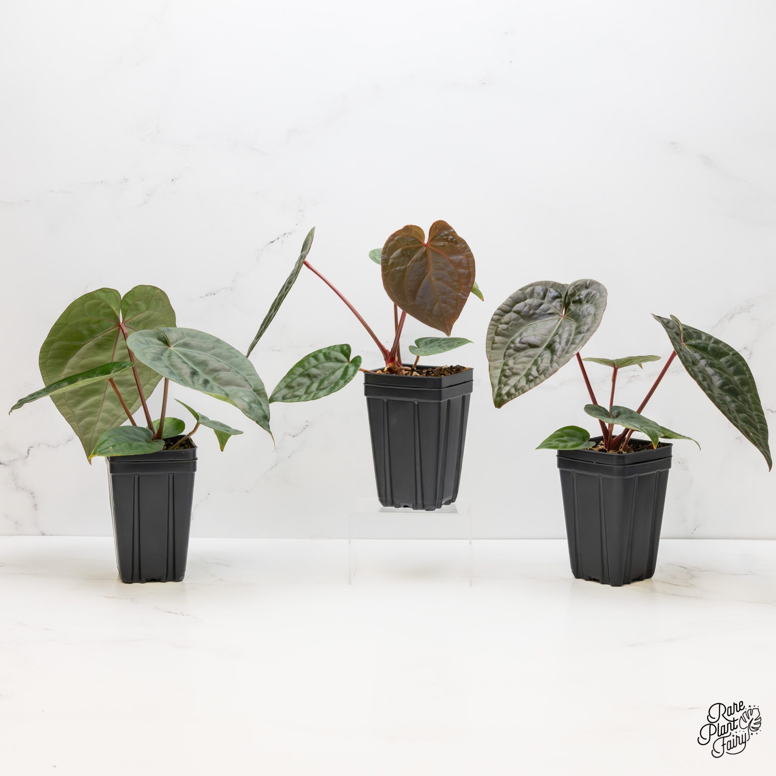 Lux_x_Zara_x_Michelle_Grower_s_Choice_20226-02-06_WEEK_6_-_1-1.jpg Anthurium Luxurians X 'Zara' x 'Michelle' by DocBlock® *Grower's Choice* - Image 1